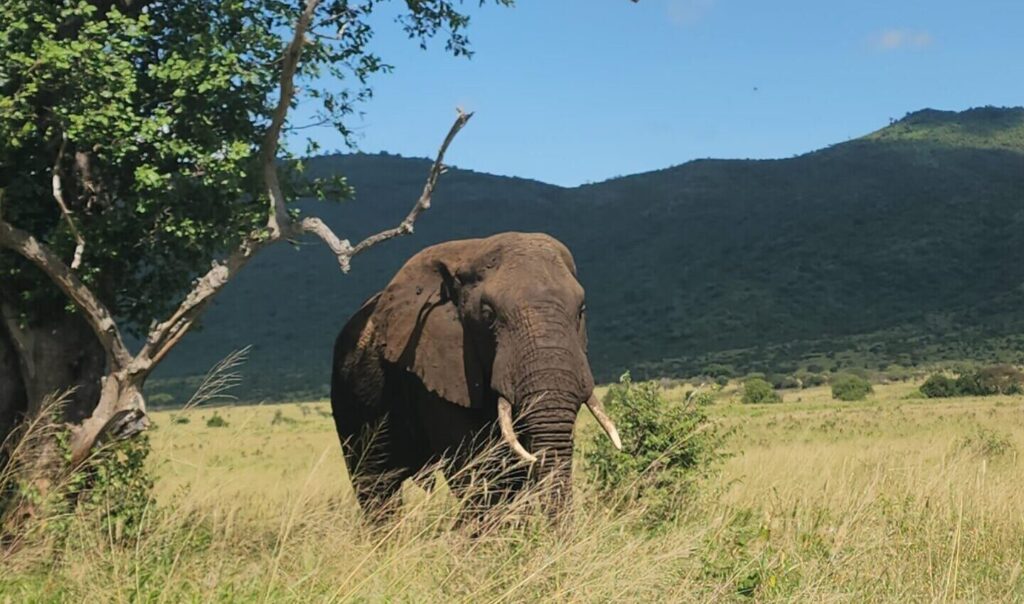 tanzania safari (10)